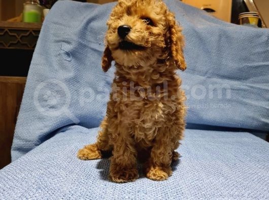 Toy Poodle Yavrularimiz görsel