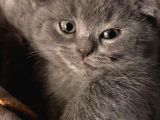 45 Günlük Dişi Scottish Fold Yavrumuz