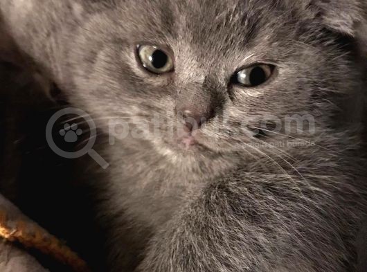 45 Günlük Dişi Scottish Fold Yavrumuz görsel