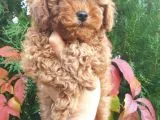 Toy Poodle Yavrularimiz Yeni Evlerini Arıyor