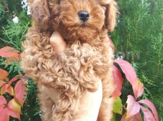 Toy Poodle Yavrularimiz Yeni Evlerini Arıyor