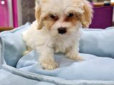 Malti̇poo Yavrumuz Ai̇lesi̇ni̇ Bekli̇yor