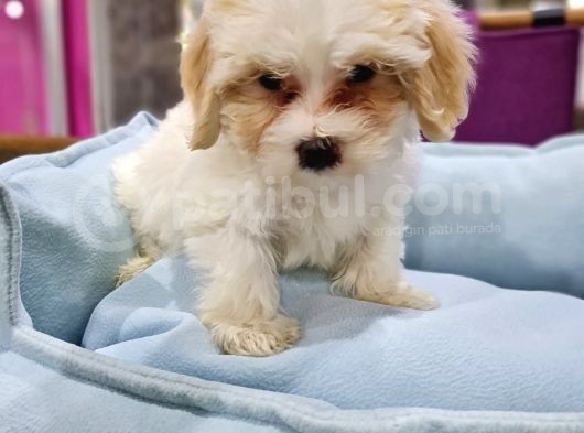 Malti̇poo Yavrumuz Ai̇lesi̇ni̇ Bekli̇yor görsel