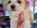 Irk Garantili 2 Aylık Maltipoo Yavrumuz