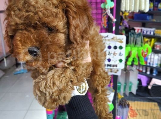 Sehir Hayatına Uygun Toy Poodle Yavrular görsel