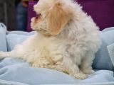 Malti̇poo Yavrumuz Ai̇lesi̇ni̇ Bekli̇yor