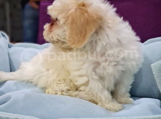 Malti̇poo Yavrumuz Ai̇lesi̇ni̇ Bekli̇yor görsel