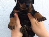 Doberman Yavruları