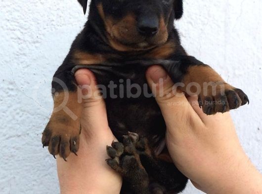 Doberman Yavruları görsel