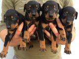 Doberman Yavruları