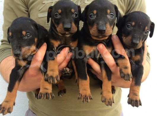 Doberman Yavruları görsel