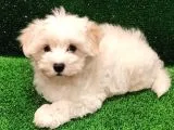 Sevimli Maltipoo Beyaz Erkek Yavrumuz