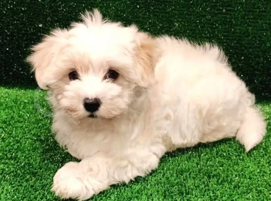 Sevimli Maltipoo Beyaz Erkek Yavrumuz