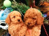 Ai̇leni̇zi̇n Yeni Üyesi Toy Poodle Yavrularımız