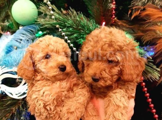 Ai̇leni̇zi̇n Yeni Üyesi Toy Poodle Yavrularımız görsel
