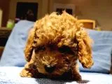 Toy Poodle Yavrularimiz