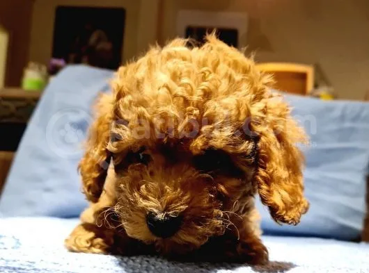 Toy Poodle Yavrularimiz