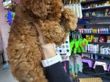 Sehir Hayatına Uygun Toy Poodle Yavrular