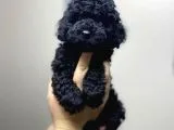 Irkının En İyisi Black Toy Poodle Yavrularimiz