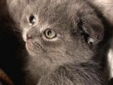 45 Günlük Dişi Scottish Fold Yavrumuz