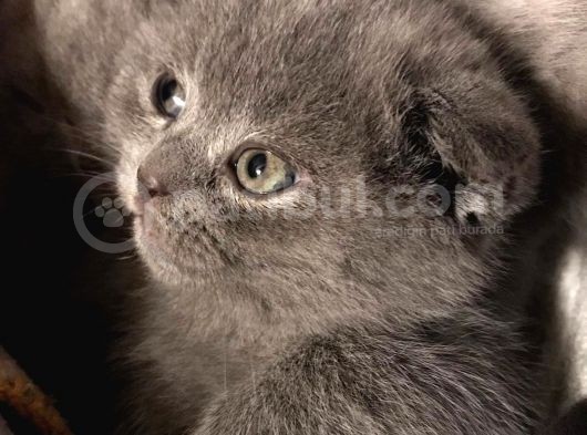 45 Günlük Dişi Scottish Fold Yavrumuz görsel