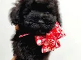 Dişi ve Erkek Safkan Black Toy Poodle Yavrularimiz