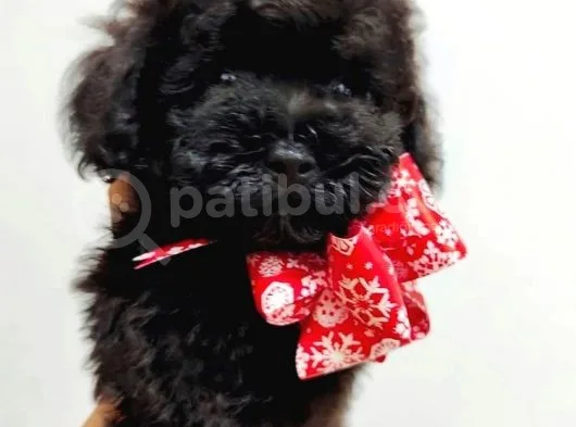 Dişi Ve Erkek Safkan Black Toy Poodle Yavrularimiz