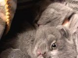 45 Günlük Dişi Scottish Fold Yavrumuz