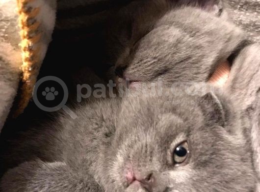 45 Günlük Dişi Scottish Fold Yavrumuz görsel