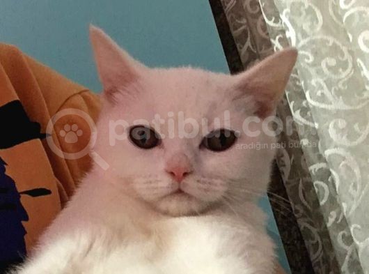 Safkan British 4 Aylık Erkek görsel