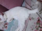 Safkan British 4 Aylık Erkek