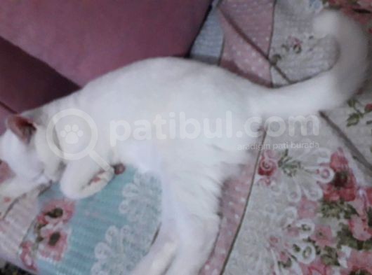 Safkan British 4 Aylık Erkek görsel