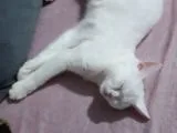 Safkan British 4 Aylık Erkek