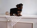 Pet Pasaportlu Microchipli Yorkshire Terrier
