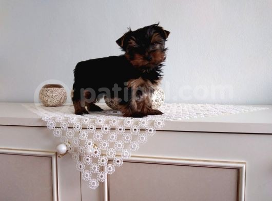 Pet Pasaportlu Microchipli Yorkshire Terrier görsel