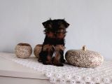 Pet Pasaportlu Microchipli Yorkshire Terrier