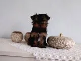 Pet Pasaportlu Microchipli Yorkshire Terrier