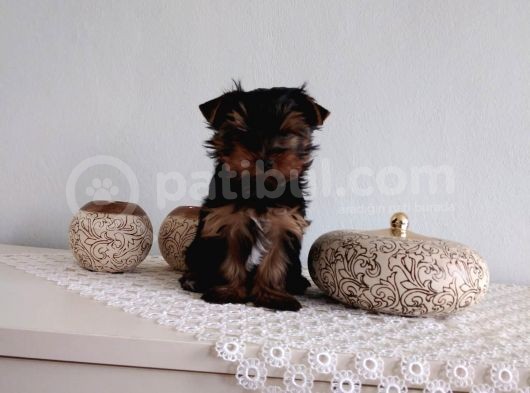 Pet Pasaportlu Microchipli Yorkshire Terrier görsel