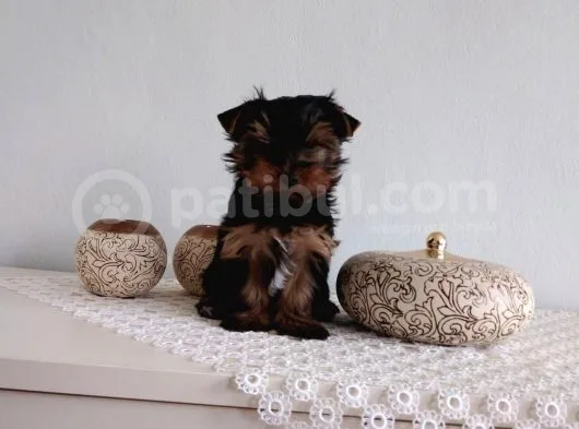Pet Pasaportlu Microchipli Yorkshire Terrier