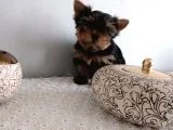 Pet Pasaportlu Microchipli Yorkshire