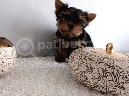 Pet Pasaportlu Microchipli Yorkshire