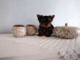 Pet Pasaportlu Microchipli Yorkshire