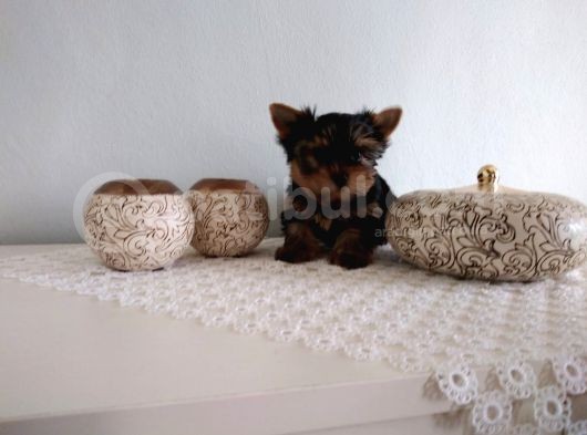 Pet Pasaportlu Microchipli Yorkshire görsel