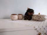 Pet Pasaportlu Microchipli Yorkshire
