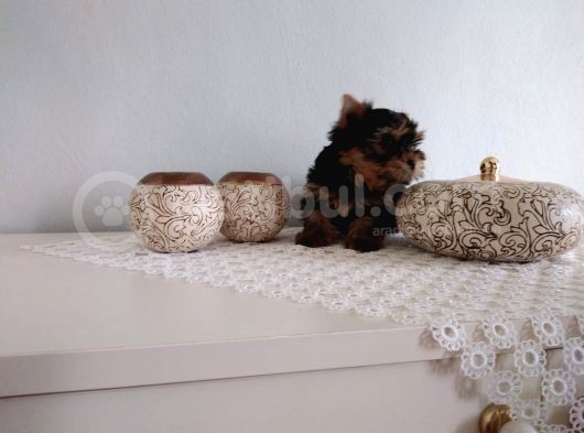 Pet Pasaportlu Microchipli Yorkshire görsel