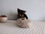 Pet Pasaportlu Microchipli Yorkshire