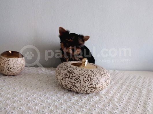 Pet Pasaportlu Microchipli Yorkshire görsel
