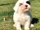 Sevimli Morkie Yavru