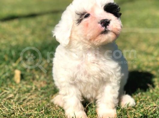 Sevimli Morkie Yavru görsel