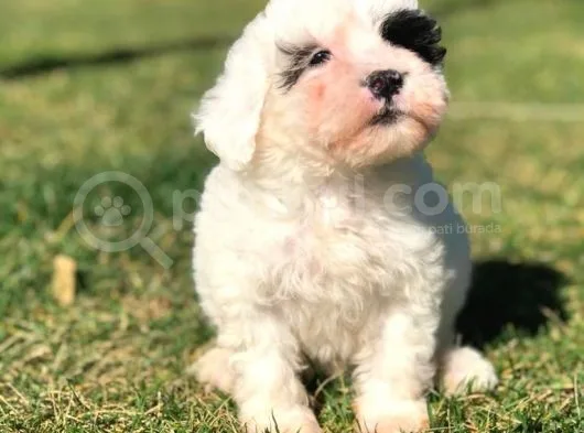 Sevimli Morkie Yavru
